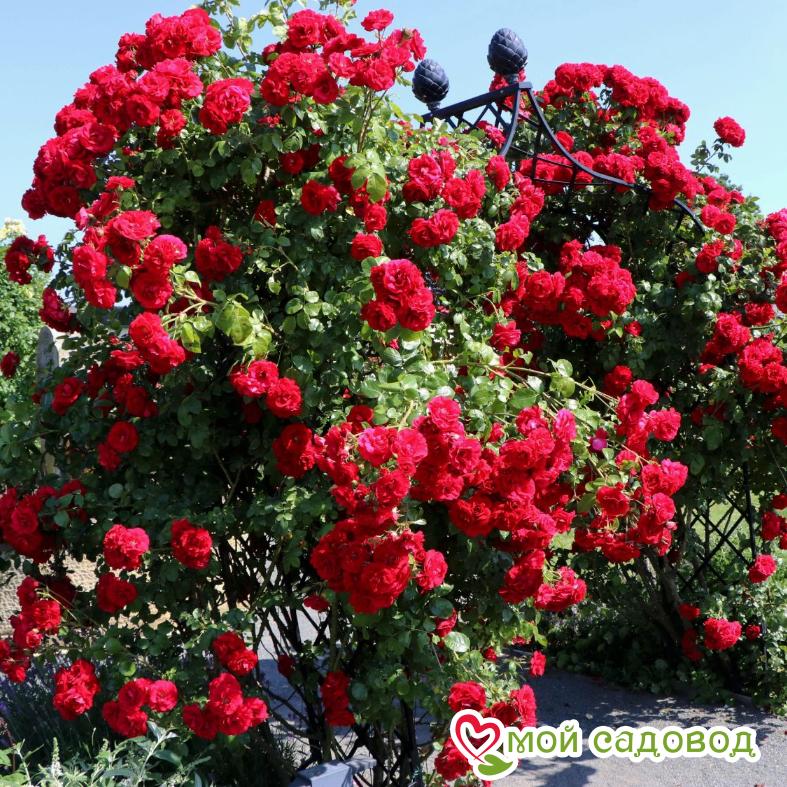 Роза плетистая Амадеус